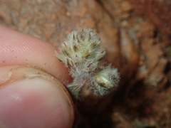 Ptilotus aervoides