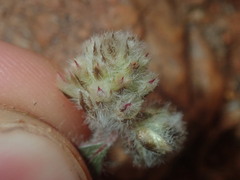 Ptilotus aervoides