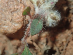 Ptilotus aervoides