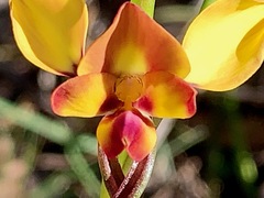 Diuris orientis