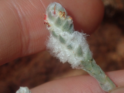 Image of Maireana carnosa by (c) Thomas Mesaglio, some rights reserved (CC BY)