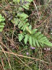 Dryopteris cristata