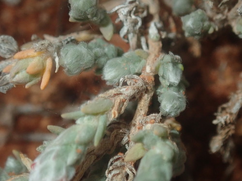 Image of Maireana carnosa by (c) Thomas Mesaglio, some rights reserved (CC BY)
