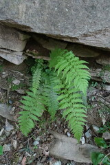 Dryopteris filix-mas
