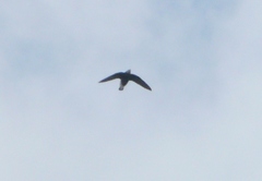 Hirundapus caudacutus