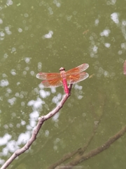 Brachythemis contaminata