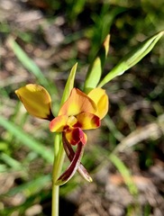 Diuris orientis