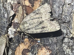 Amphipyra pyramidea