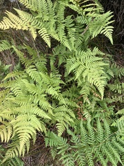 Dryopteris carthusiana