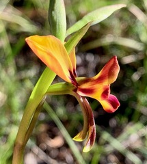 Diuris orientis