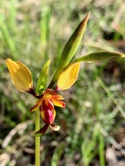 Diuris orientis