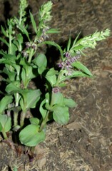 Epipactis helleborine image