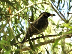 Bolemoreus frenatus