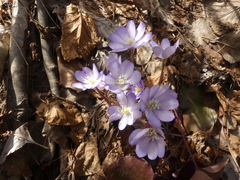 Hepatica nobilis