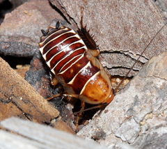 Temnopteryx phalerata