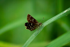 Piruna microsticta