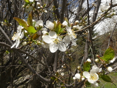 Prunus padus