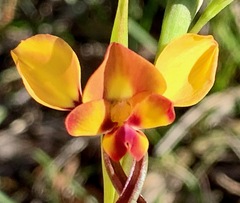 Diuris orientis