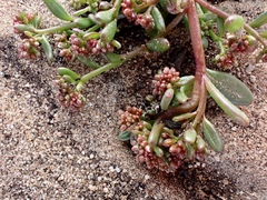 Calandrinia corrigioloides