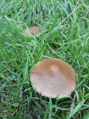 Candolleomyces