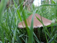 Candolleomyces