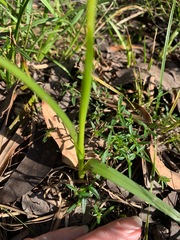 Diuris orientis