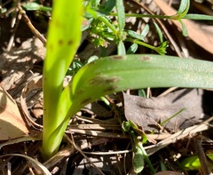 Diuris orientis