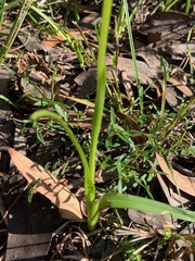 Diuris orientis