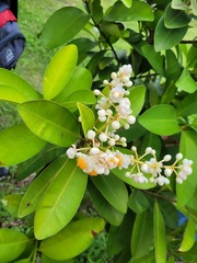 Calophyllum blancoi