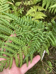 Dryopteris dilatata