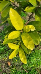 Calophyllum blancoi
