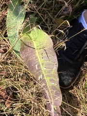 Rumex hydrolapathum