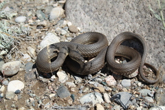 Natrix tessellata