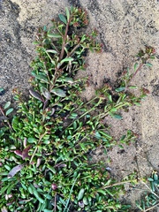 Calandrinia corrigioloides