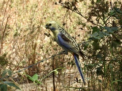 Platycercus adscitus