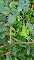 Rubus fruticosus