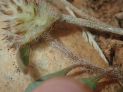 Ptilotus aervoides