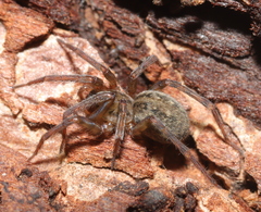 Phyxelididae
