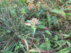 Gentiana macrophylla