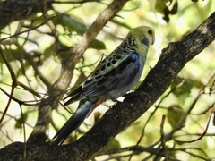 Platycercus adscitus