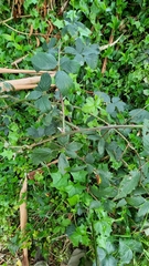Rubus fruticosus