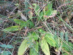 Viola gmeliniana