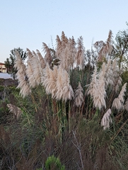 Cortaderia selloana