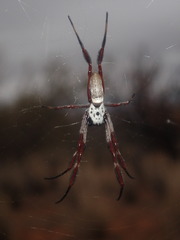 Trichonephila edulis