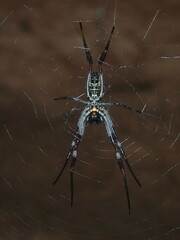 Trichonephila edulis