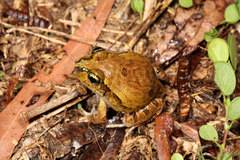 Platyplectrum ornatum