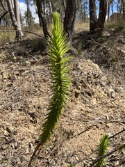 Melichrus adpressus