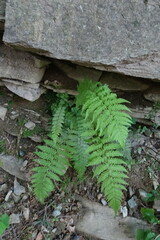 Dryopteris filix-mas