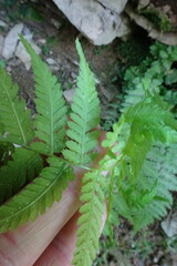 Dryopteris filix-mas