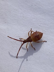 Gonocerus acuteangulatus